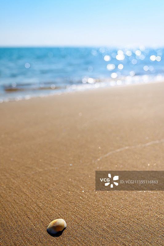 大海边沙滩上的贝壳图片素材