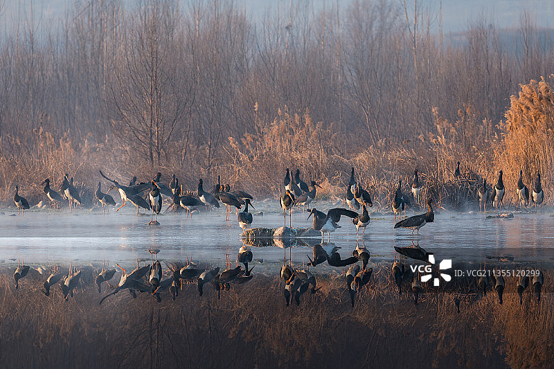 河北省正定县湿地黑鹳飞舞图片素材