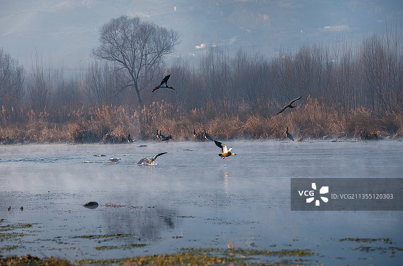 河北省正定县湿地黑鹳飞舞图片素材