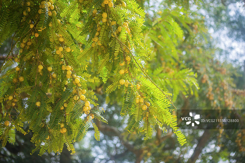 油柑特写图片图片素材