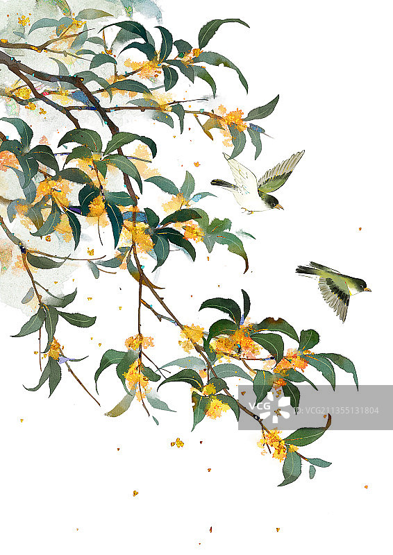 桂花插画图片素材