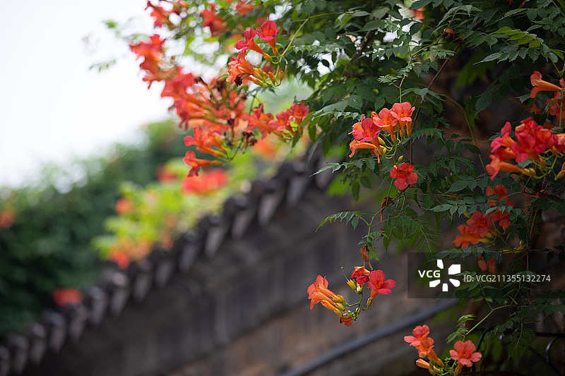凌霄花开图片素材