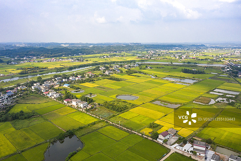航拍湖南长沙乡间成熟的稻田图片素材