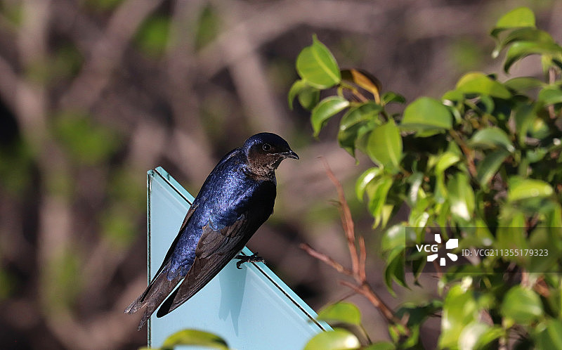布宜诺斯艾利斯，紫崖燕，或类似的鸟类图片素材
