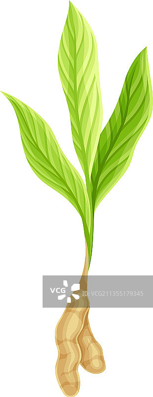 带绿叶的姜黄开花植物图片素材