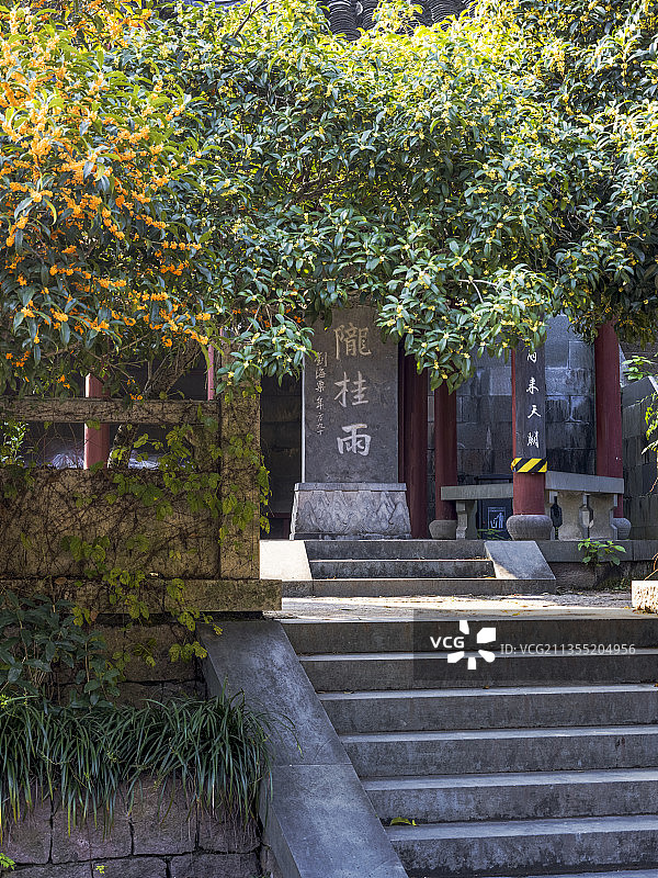 满陇桂雨图片素材