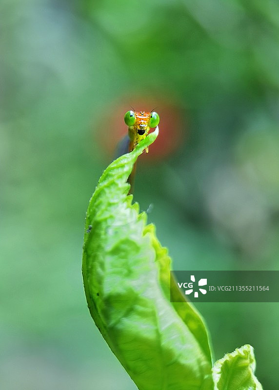 豆娘正照图片素材