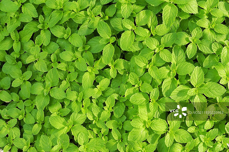 冬天暖阳下的薄荷叶图片素材