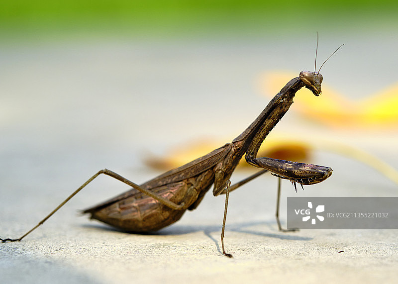 《爬行的螳螂》图片素材