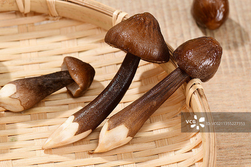 黑皮鸡枞菌图片素材