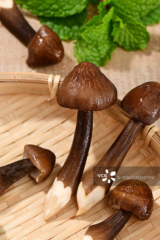 黑皮鸡枞菌图片素材