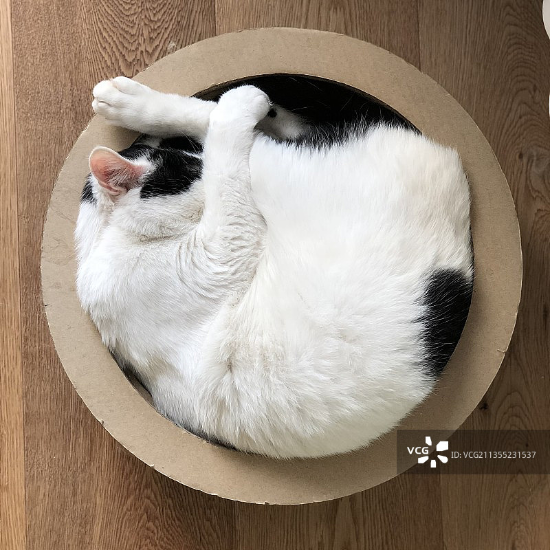 一筐猫图片素材