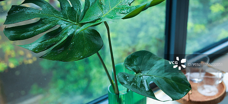 清晨的龟背竹图片素材