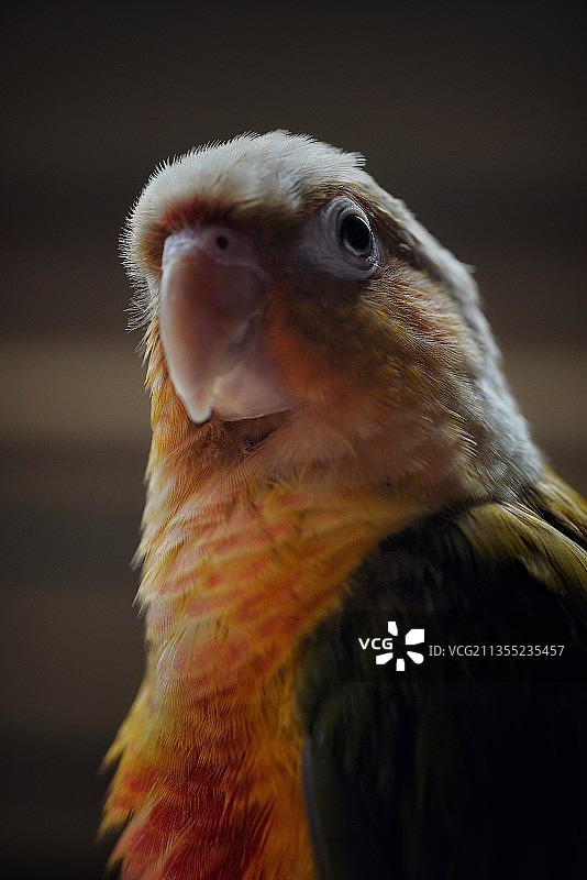 小鸟（宠物特写）图片素材