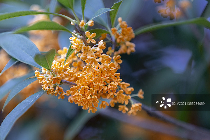 丹桂飘香图片素材