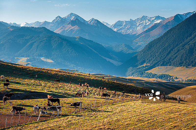 中国新疆琼库什台雪山森林牧场秋天自然风光图片素材