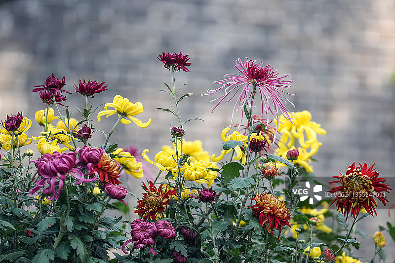 赏菊正当时，拍摄于扬州瘦西湖菊花展图片素材