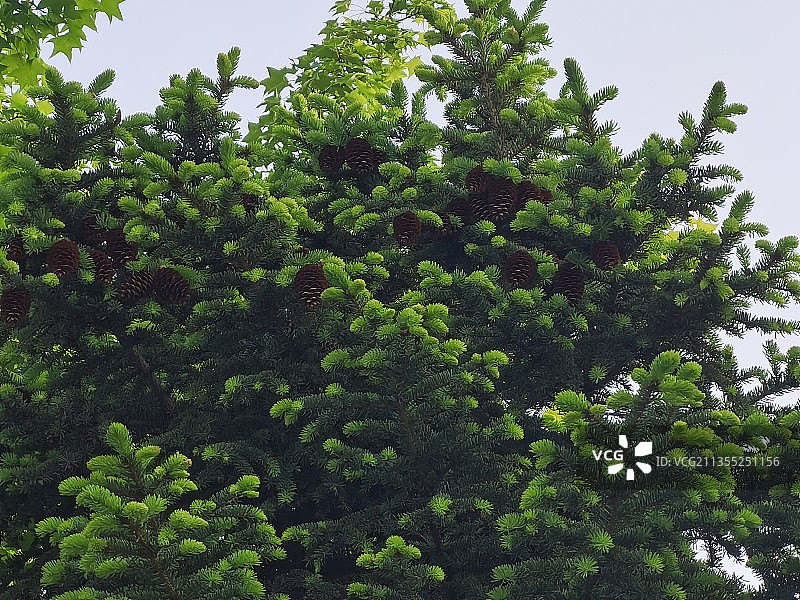 小小松果与可爱松针图片素材