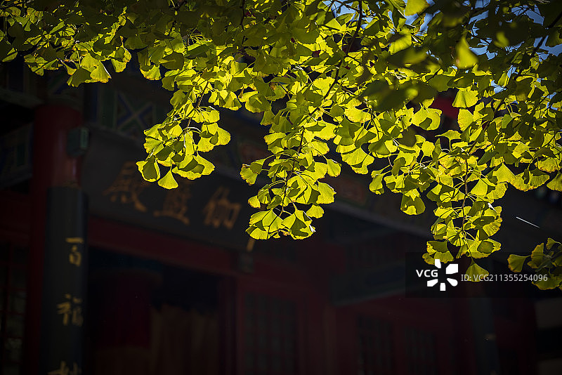 银杏叶 秋天 红螺寺图片素材