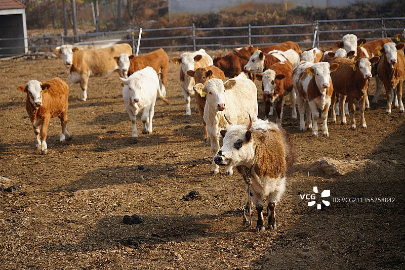 奶牛，老化牛，老黄牛图片素材