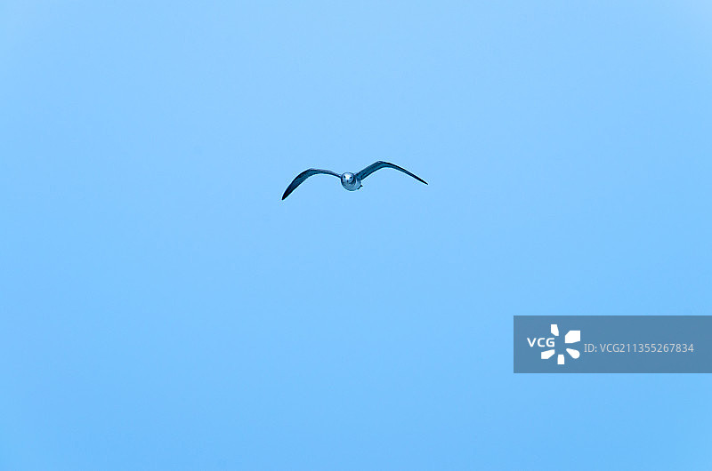 中国山东日照大海上飞翔的海鸥图片素材