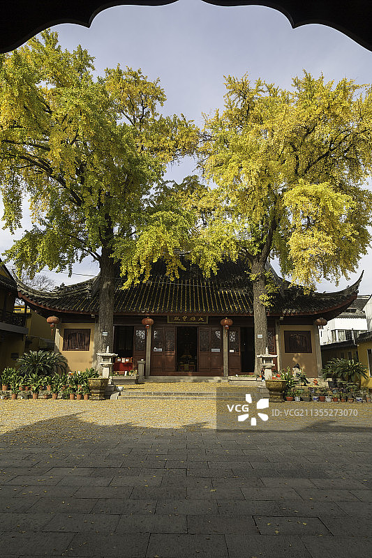 苏州定慧寺的百年银杏图片素材