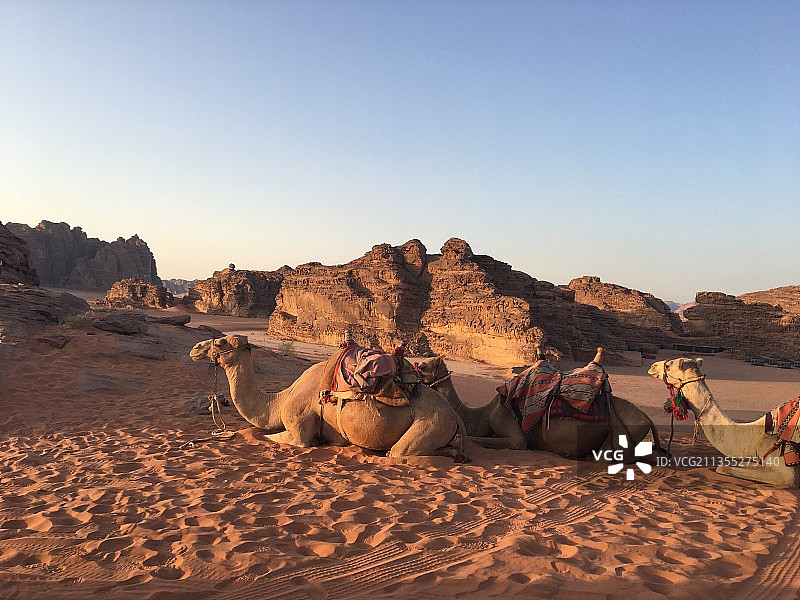 沙漠之舟图片素材