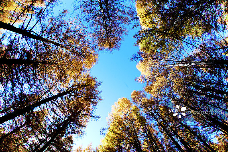 塞罕坝秋景，天蓝水清，林木多彩，将坝上秋色绚丽成一幅缤纷油画图片素材