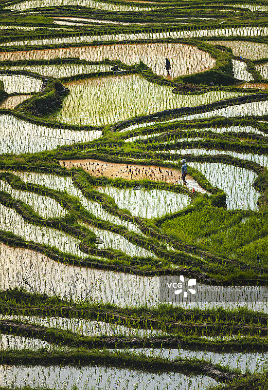 梯田插秧季图片素材
