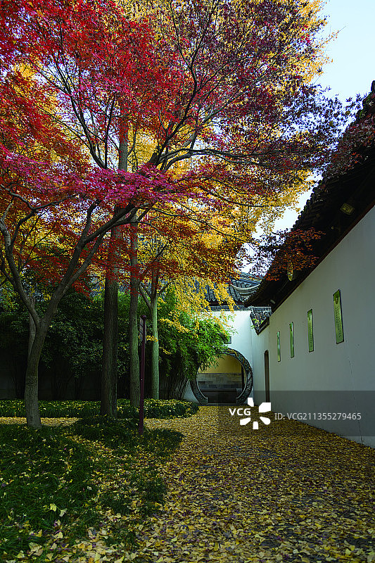 红枫与银杏正艳时节的西园美景图片素材