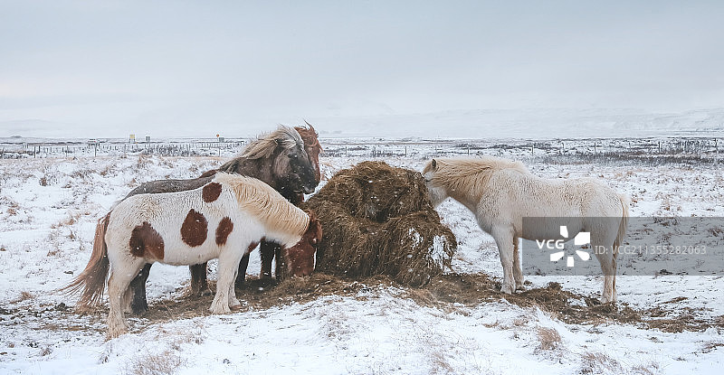 冰岛马图片素材