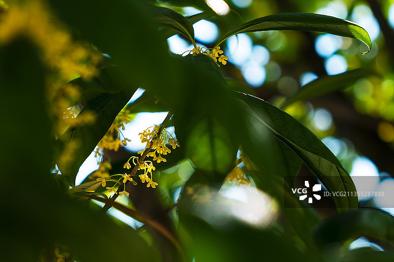 10月桂花香图片素材