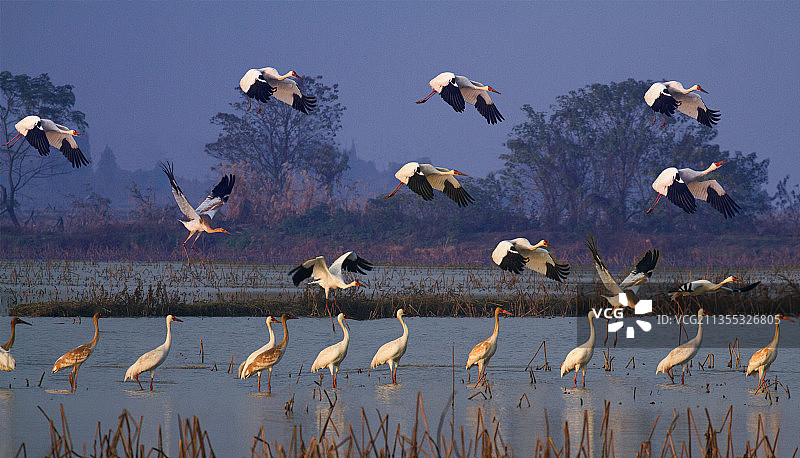 白鹤越冬鄱阳湖图片素材