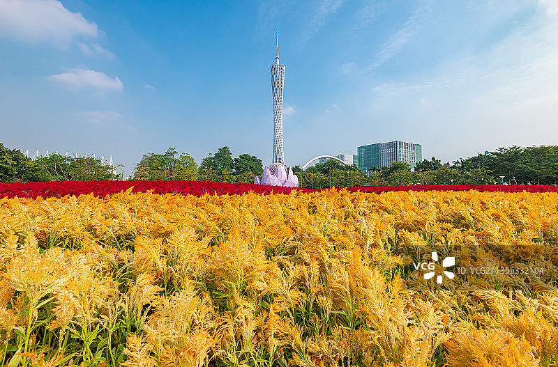 广州宏城公园花海风景图片素材