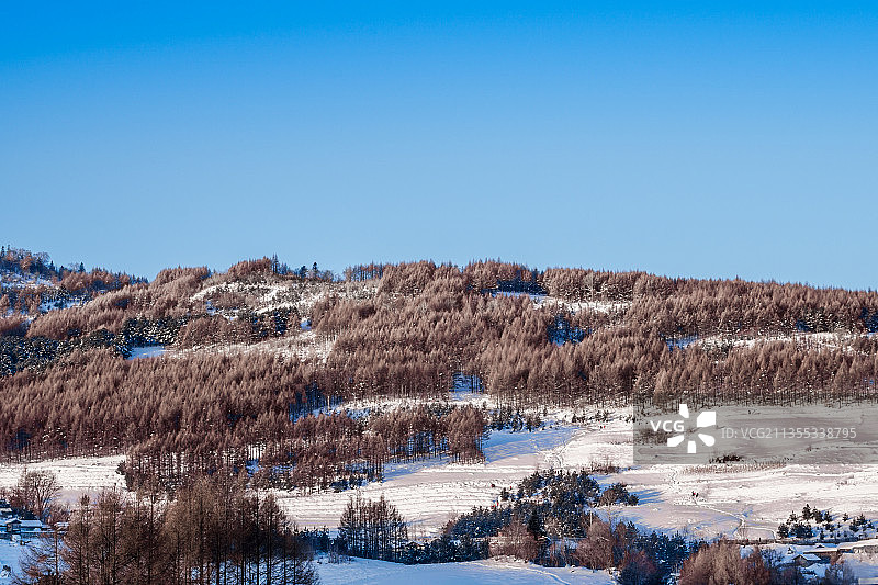 日出下的中国吉林延边大兴安岭的雪地树林和村庄图片素材