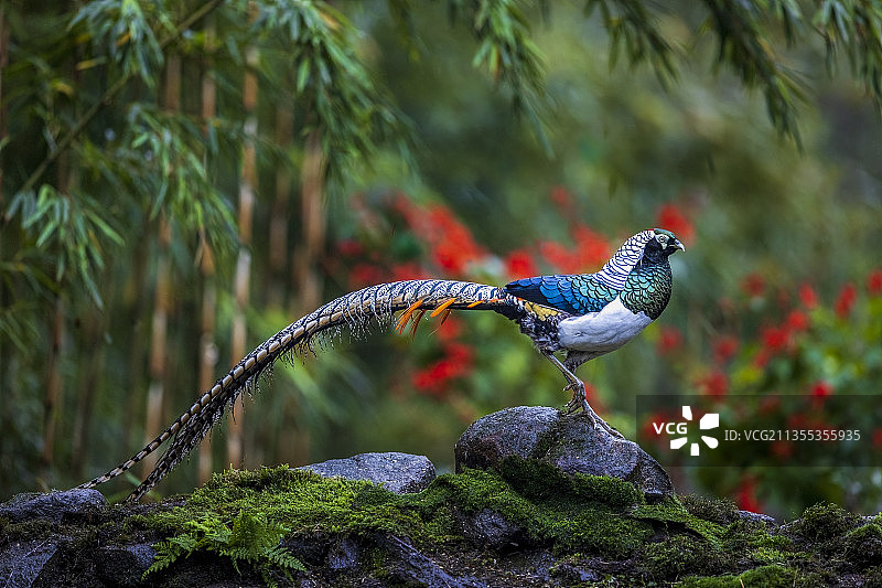 白腹锦鸡图片素材
