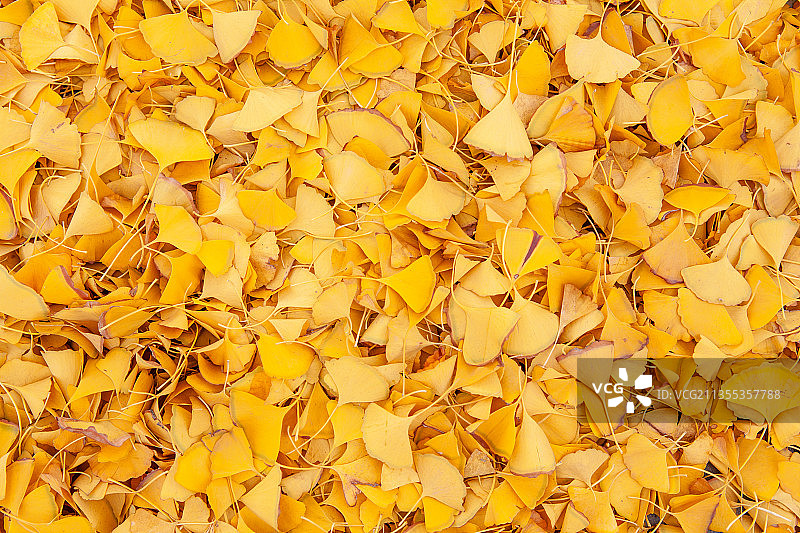 秋天银杏落叶特写图片素材