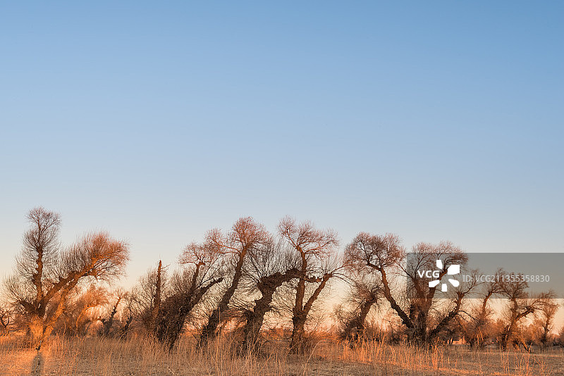 中国内蒙古日出下的田野和怪柳林图片素材
