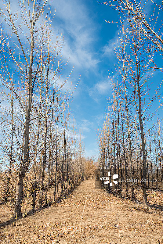 中国内蒙古蓝天白云下的田野树林图片素材