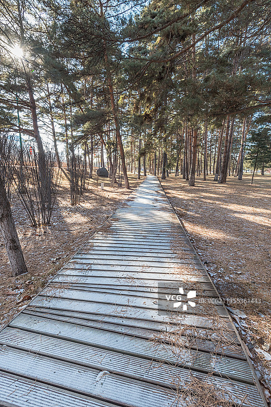 冬季长白山夕阳下的雪地树林栈道图片素材