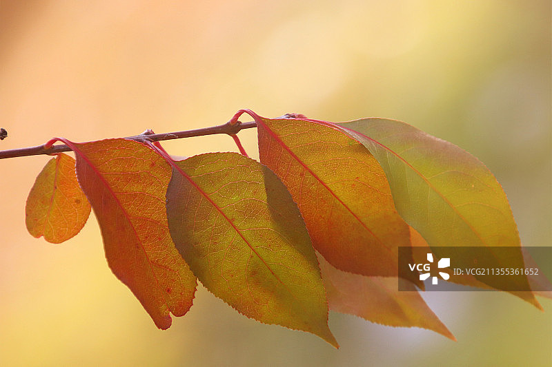 秋天的叶子图片素材