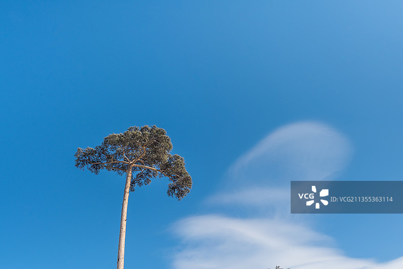 仰视松树特写图片素材
