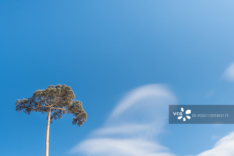 仰视松树特写图片素材