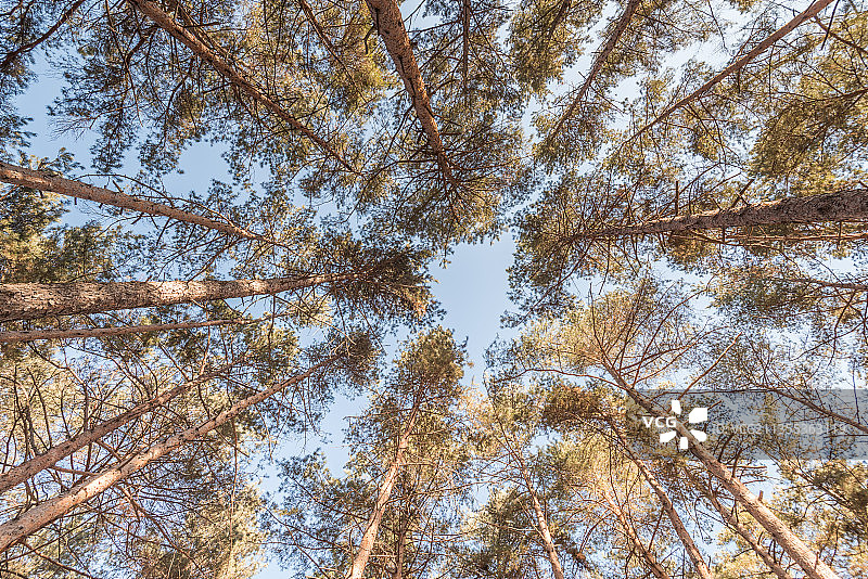 仰视松树特写图片素材