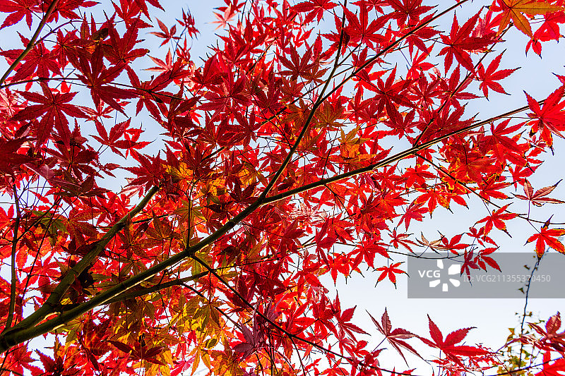 秋日红叶--五角枫1097图片素材
