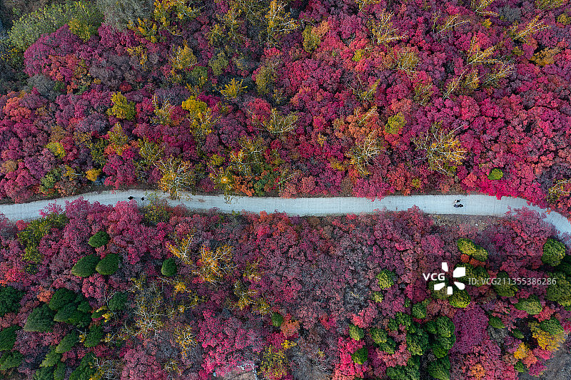 济南南部山区的黄栌红了，犹如红地毯图片素材