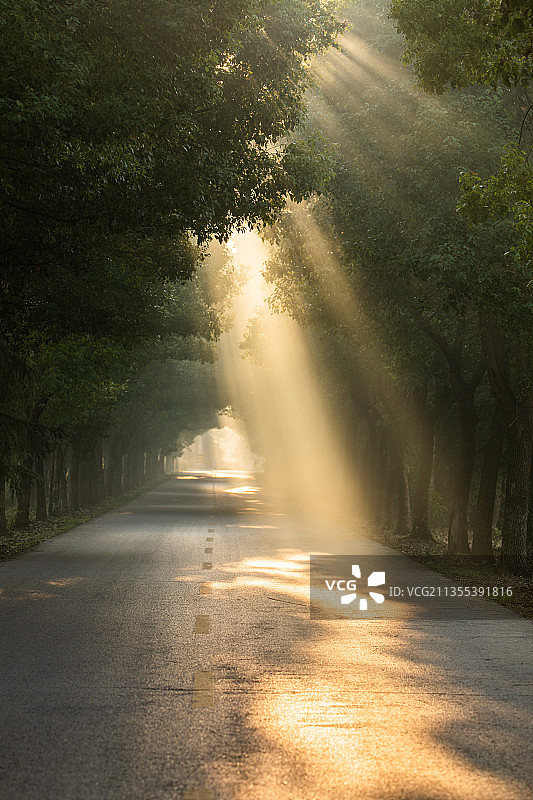 秋天晨雾耶稣光林荫大道图片素材