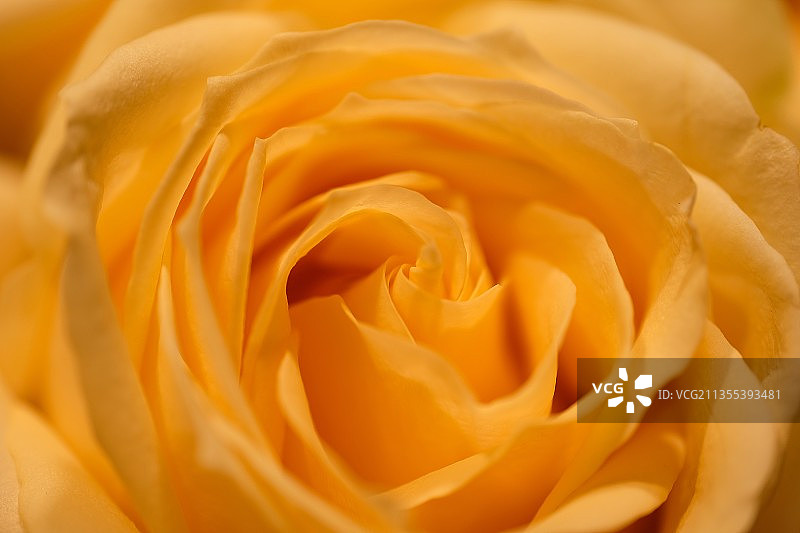 Yellow Rose 黄玫瑰图片素材