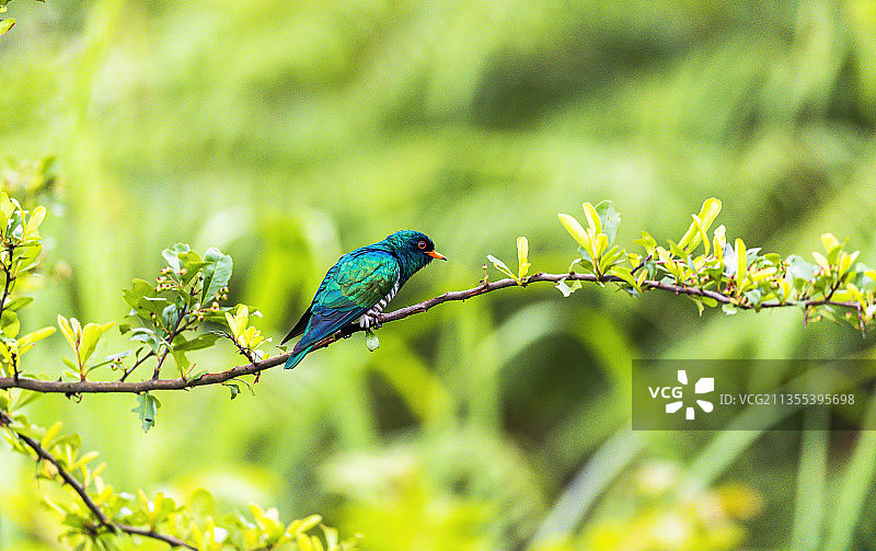 翠金鹃图片素材