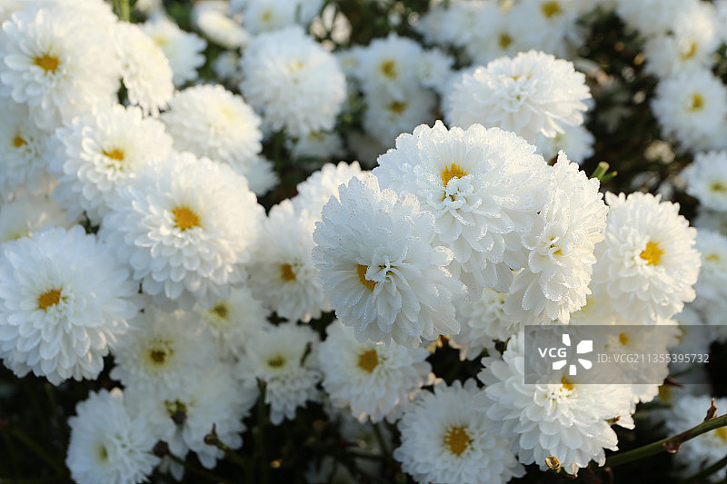 安徽黄山收获菊花图片素材